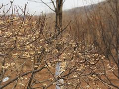 -沈阳辉山风景区