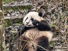 -中国大熊猫保护研究中心雅安碧峰峡基地