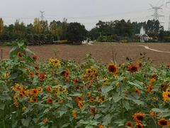 -紫颐香薰山谷景区