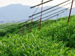 -龙坞茶村