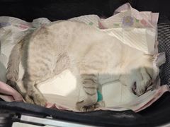 -纳吉亚猫专科动物医院·北北分院