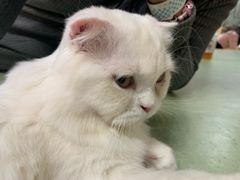 -猫和宫(六道口店)