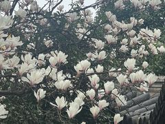 -龙华寺