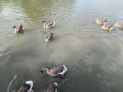 -海珠湖公园