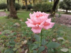 -上海鲜花港