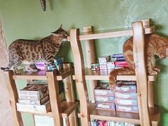 -猫猫幼稚园·撸猫·桌游·电玩