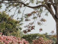 -中国科学院西双版纳热带植物园