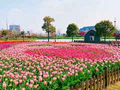 -荷兰花海