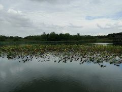 -溱湖国家湿地公园