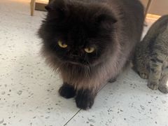 -喵园·猫主题咖啡厅·撸猫·猫咖(国贸店)