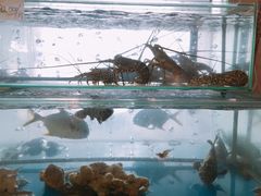 -顺峰渔港中国人的餐厅