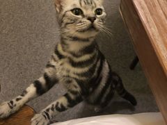 -猫色咖啡·猫咖