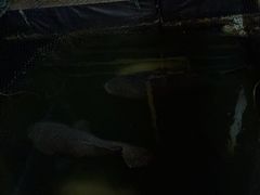 -蓝湾碧波·老字号·疍家非遗海上餐厅
