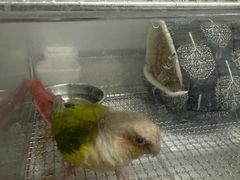 -爱侣宠医·鹦鹉专科·小型哺乳类·异宠专科(灵石路店)