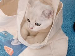 -创凡宠物医院·骨专科  猫科中心(西乡分院)