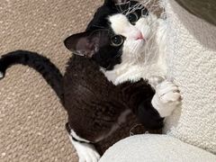 -山宅一喵德文卷毛猫舍