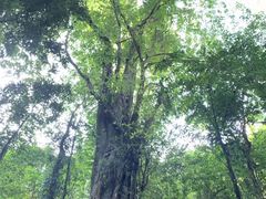 -莫里热带雨林景区
