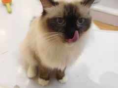 -COLOR PETS 撸猫馆·购猫·猫咖(长风大悦城店)