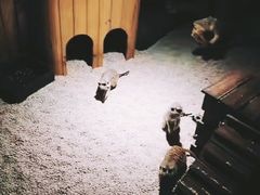 -昆明大悦城未来动物城(螺蛳湾中心店)
