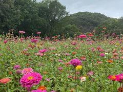-上海佘山国家森林公园天马山园