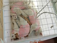 -宠颐生中康贝怡动物医院