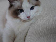 -瑞派康怡24h宠物医院·犬猫医疗中心·微创绝育(瑞景分院)