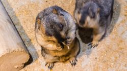 -酷嗒动物文化乐园(cutezoo西溪乐天城店)