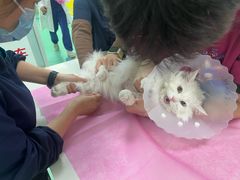-北京观赏动物医院·24小时大型综合·猫专科·异宠专科