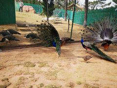 -西霞口神雕山野生动物世界