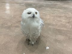 -海合安武汉极地海洋公园