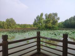 -大湾区中央湿地公园