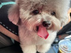 -爱宠屋pet shop·宠物洗澡·宠物美容
