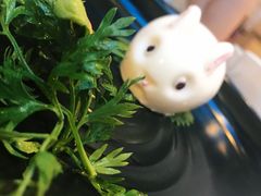 -木棉花开(中心城店)