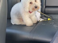 -汪说喵讲宠物乐园宠物酒店(红星美凯龙店)