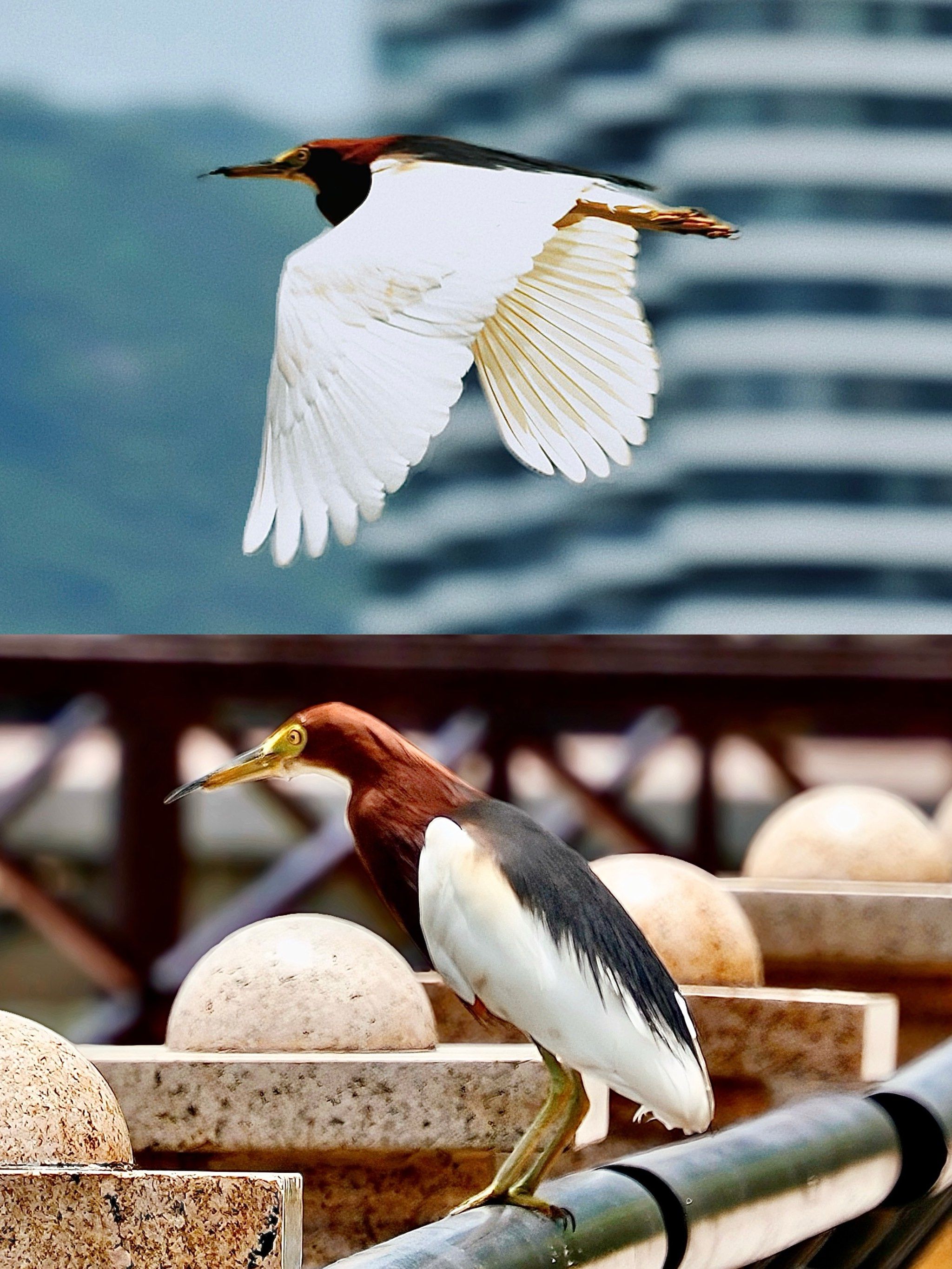 珠海白石桥下🪽鹭鸟飞行