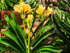 -双季花艺园艺市场(浦东店)