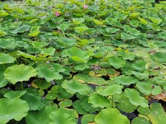 -羊亭河湿地公园