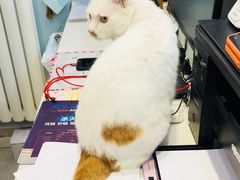 -纳吉亚猫专科动物医院·北北分院