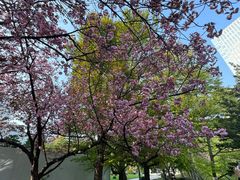 -北海道厅旧本厅舍(旧本庁舎)