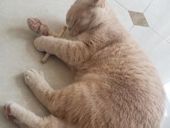 -Catmate·猫肥家润(金润铂宫店)