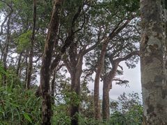 -海南热带雨林国家公园吊罗山景区