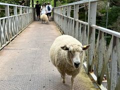 -神户市立六甲山牧场