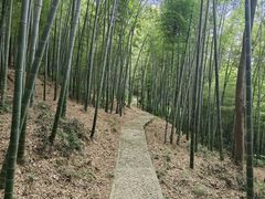 -上海佘山国家森林公园天马山园