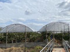 -马陆小张葡萄园农家乐