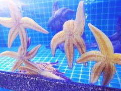 -尊立方海鲜酒店·生日宴·家宴