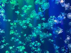 -成都浩海立方海洋公园