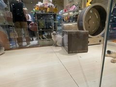 -momokira米努特·德文卷毛猫·棉花面纱犬