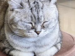 -平行世界·猫咖(首经贸店)