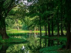 -上海共青森林公园