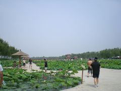 -白洋淀景区
